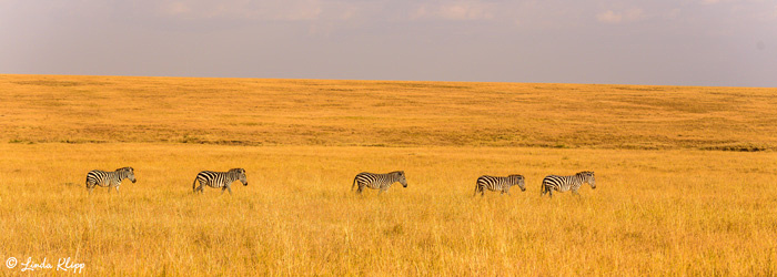 Estancia la Ernestina, Photos by Linda Klipp