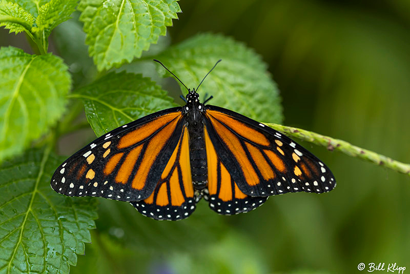 Monarch Butterfly chrysalis / Pupa, Key West Photos by Bill Klipp