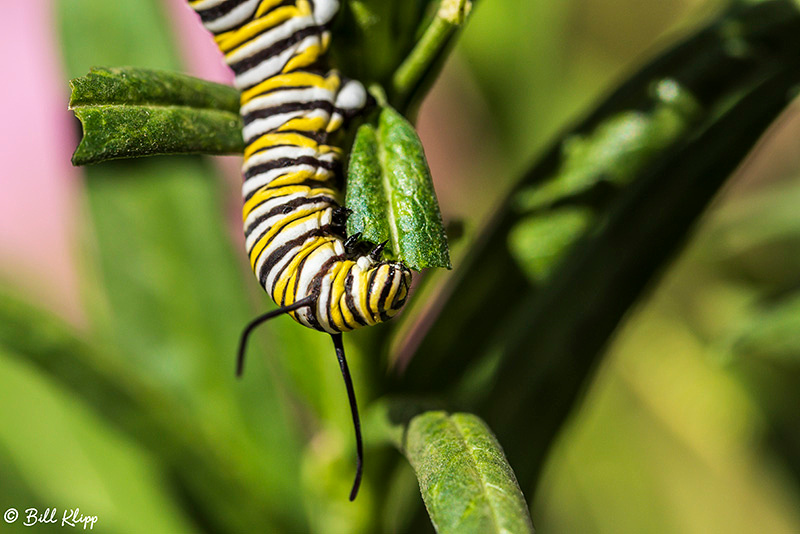 Monarch Butterfly caterpillar, Photos by Bill Klipp