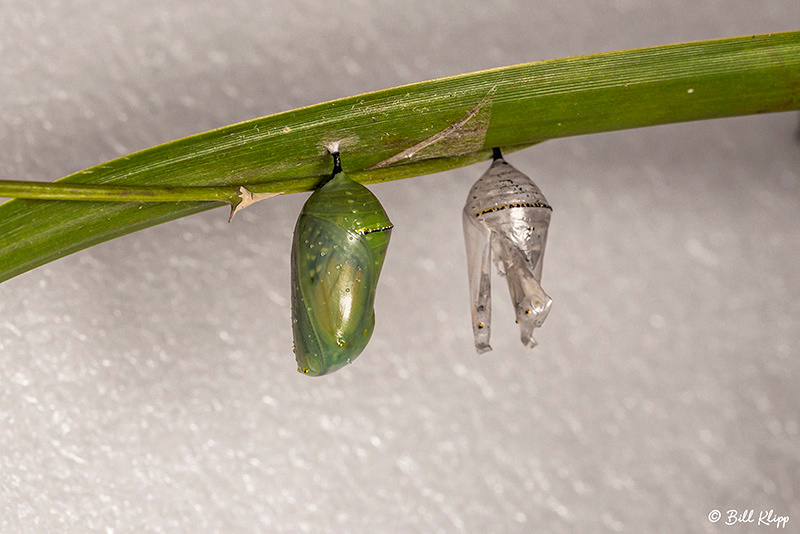 Monarch Butterfly chrysalis / Pupa, Key West Photos by Bill Klipp