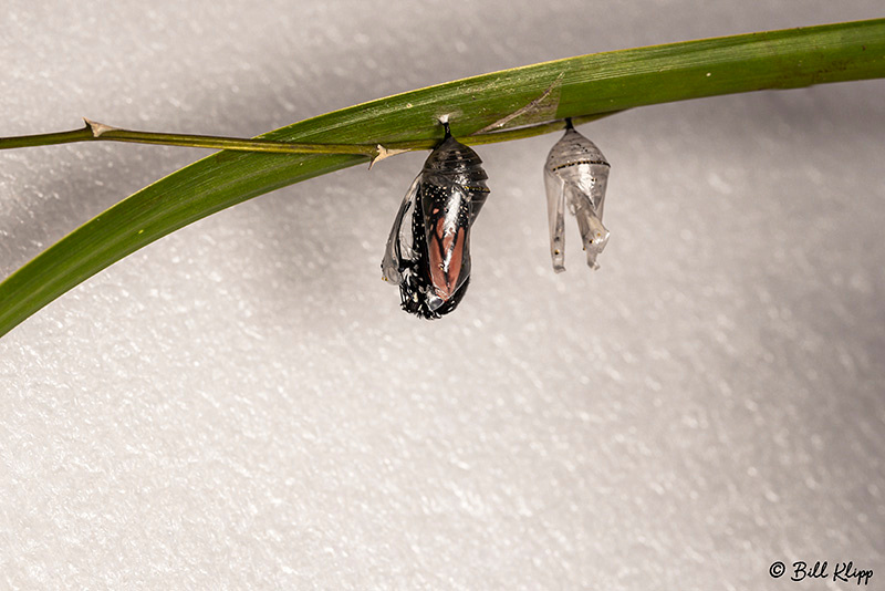 Monarch Butterfly chrysalis / Pupa, Key West Photos by Bill Klipp