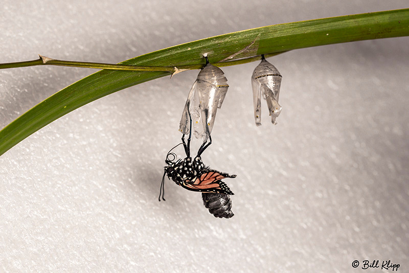 Monarch Butterfly chrysalis / Pupa, Key West Photos by Bill Klipp