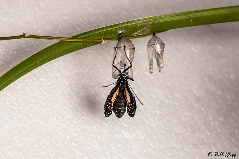 Monarch Butterfly chrysalis / Pupa, Key West Photos by Bill Klipp
