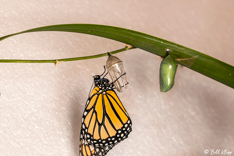 Monarch Butterfly chrysalis / Pupa, Key West Photos by Bill Klipp