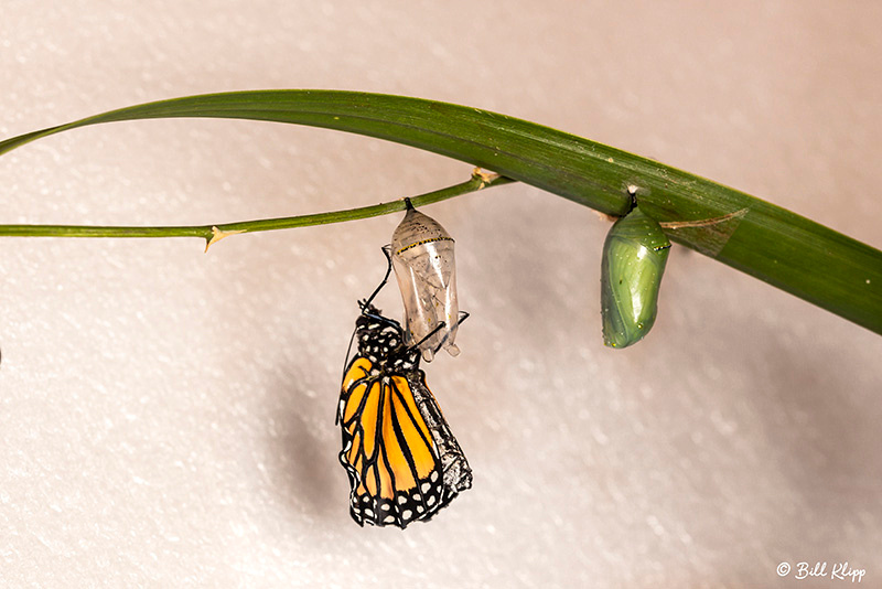 Monarch Butterfly chrysalis / Pupa, Key West Photos by Bill Klipp