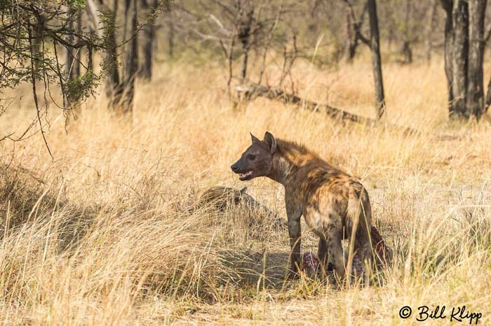 Serengeti National Park, Serian North Alex Walker Camp