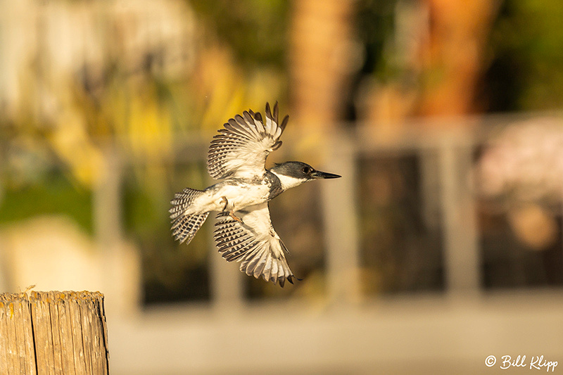 Belted Kingfisher, Delta Wanderings, Discovery Bay, Photos by Bill Klipp