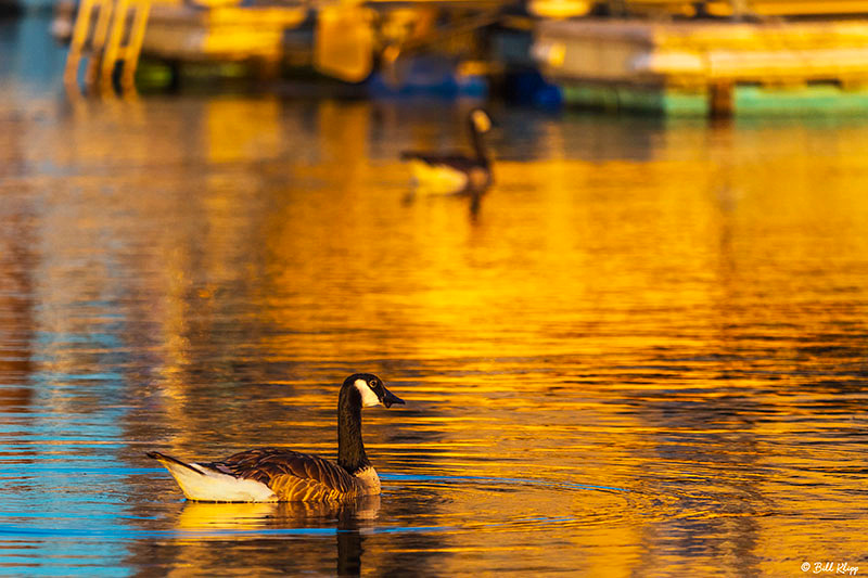 Canada Geese, Delta Wanderings, Discovery Bay, Photos by Bill Klipp