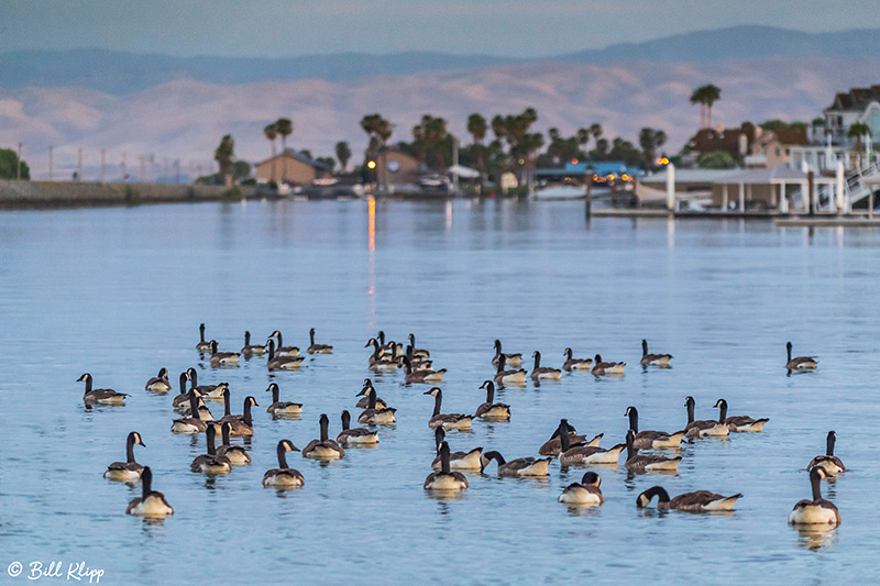 Canada Geese, Delta Wanderings, Discovery Bay, Photos by Bill Klipp