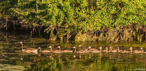 Canada Geese, Delta Wanderings, Discovery Bay, Photos by Bill Klipp