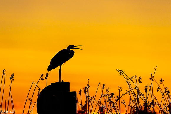 Great Blue Heron Sunset, Delta Wanderings, Discovery Bay, Photos by Bill Klipp