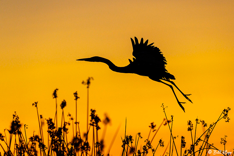 Great Blue Heron Sunset, Delta Wanderings, Discovery Bay, Photos by Bill Klipp
