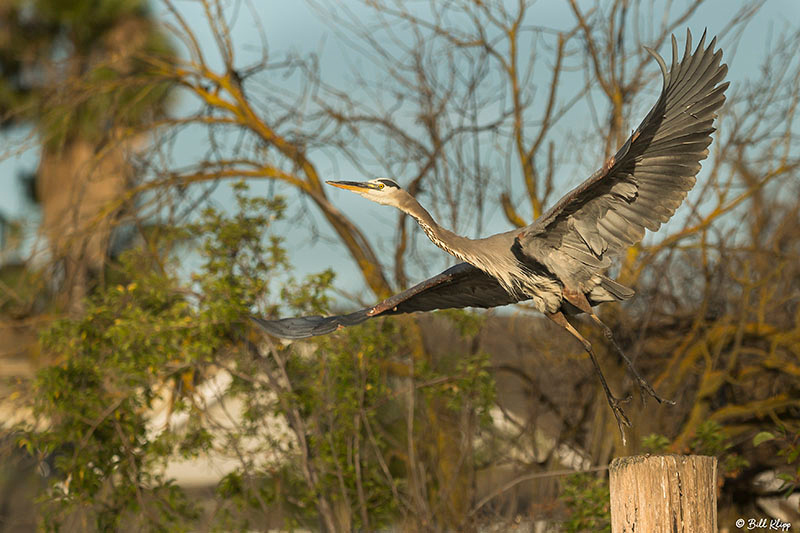 Great Blue Heron, Delta Wanderings, Discovery Bay, Photos by Bill Klipp