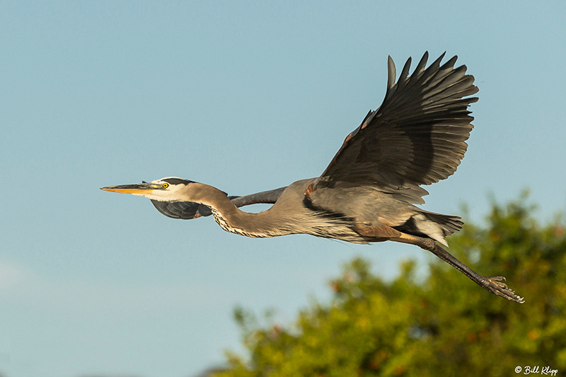 Great Blue Heron, Delta Wanderings, Discovery Bay, Photos by Bill Klipp