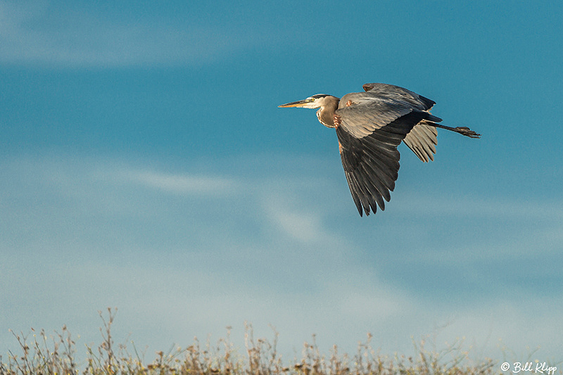 Great Blue Heron, Delta Wanderings, Discovery Bay, Photos by Bill Klipp