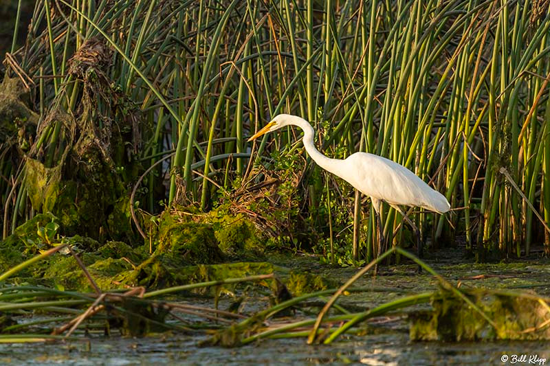 Great Egret, Delta Wanderings, Discovery Bay, Photos by Bill Klipp