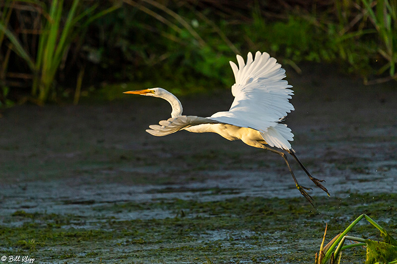 Great Egret, Delta Wanderings, Discovery Bay, Photos by Bill Klipp