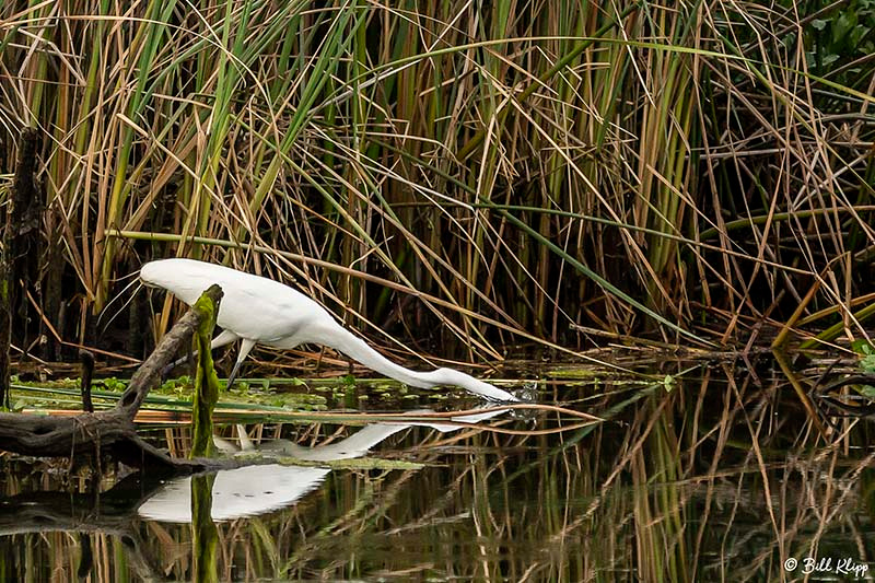 Great Egret, Delta Wanderings, Discovery Bay, Photos by Bill Klipp