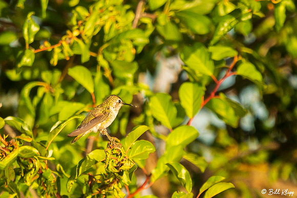 Humming Bird, Delta Wanderings, Discovery Bay, Photos by Bill Klipp