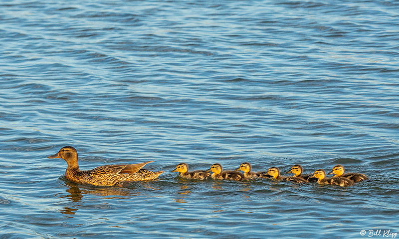 Mallard Ducks, Delta Wanderings, Discovery Bay, Photos by Bill Klipp