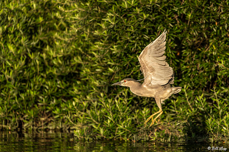 Night Heron, Delta Wanderings, Discovery Bay, Photos by Bill Klipp