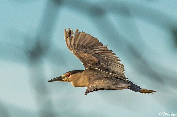 Night Heron, Delta Wanderings, Discovery Bay, Photos by Bill Klipp