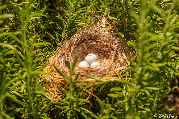 Sparrow Nest, Delta Wanderings, Discovery Bay, Photos by Bill Klipp