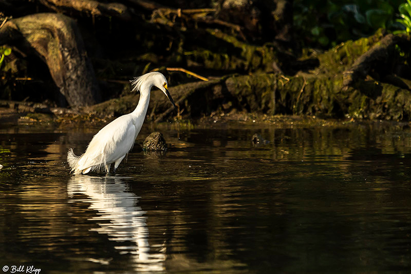 Snowy Egret, Delta Wanderings, Discovery Bay, Photos by Bill Klipp