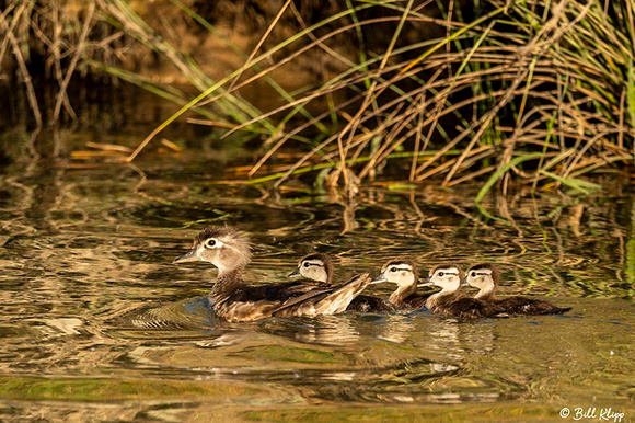 Wood Ducks, Delta Wanderings, Discovery Bay, Photos by Bill Klipp