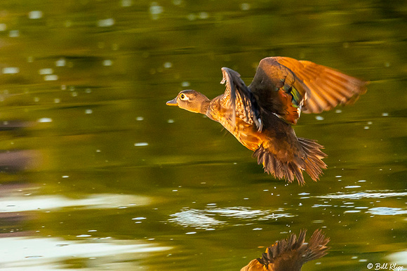 Wood Ducks, Delta Wanderings, Discovery Bay, Photos by Bill Klipp
