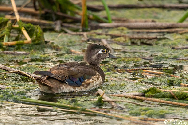 Wood Ducks, Delta Wanderings, Discovery Bay, Photos by Bill Klipp