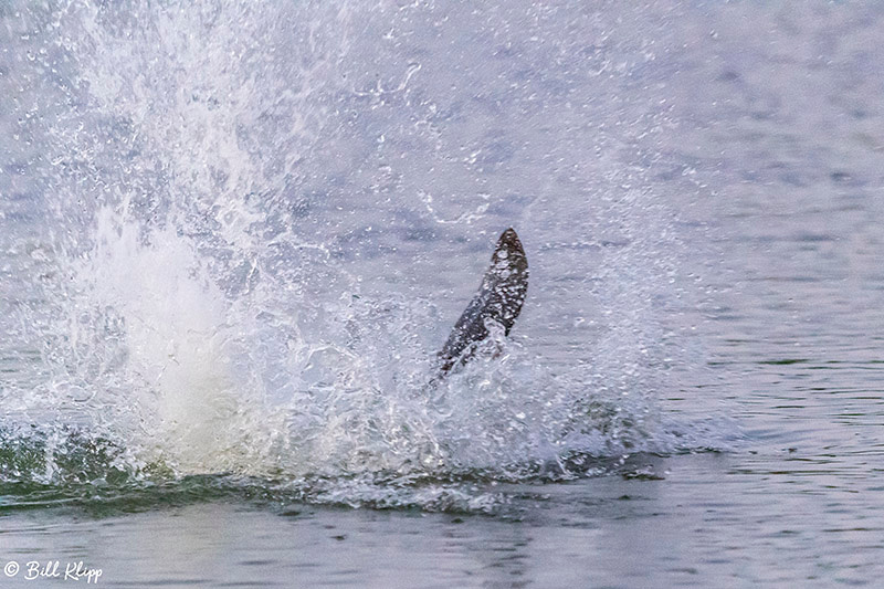 Beaver, Indian Slough, Delta Wanderings, Photos by Bill Klipp