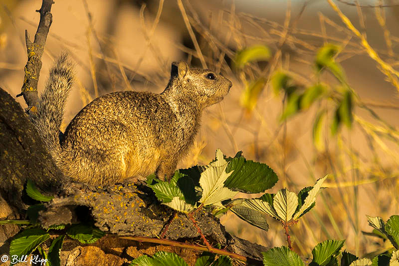 Ground Squirrel, Delta Wanderings, Discovery Bay, Photos by Bill Klipp