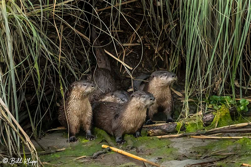 River Otters, Delta Wanderings, Discovery Bay, Photos by Bill Klipp
