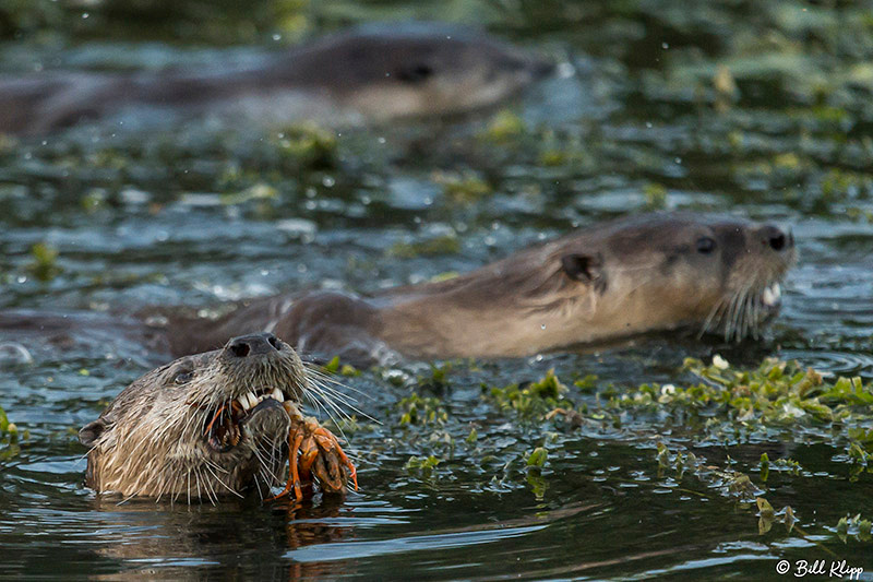 River Otters, Delta Wanderings, Discovery Bay, Photos by Bill Klipp