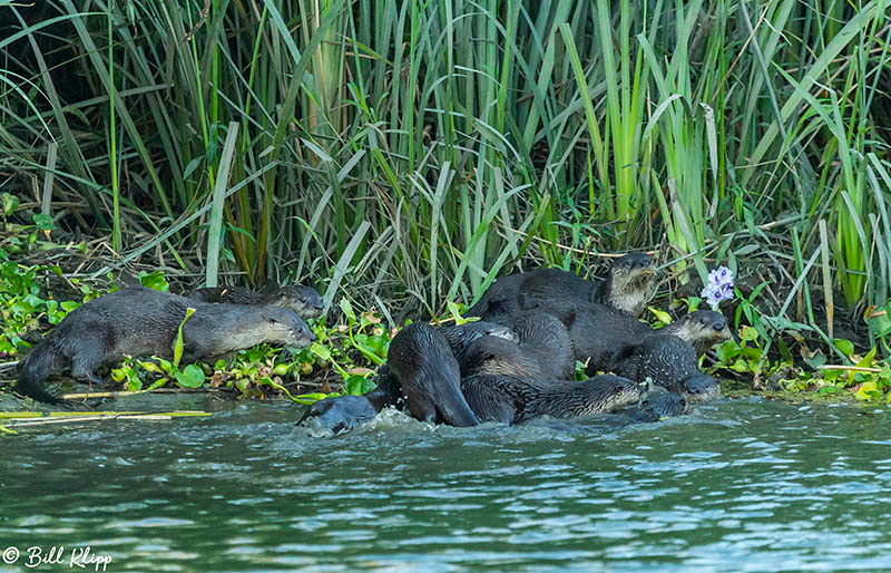 River Otters, Indian Slough, Delta Wanderings, Photos by Bill Klipp