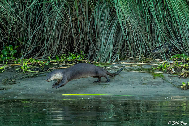 River Otters, Indian Slough, Delta Wanderings, Photos by Bill Klipp