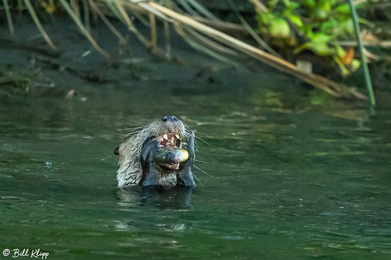 River Otters, Indian Slough, Delta Wanderings, Photos by Bill Klipp