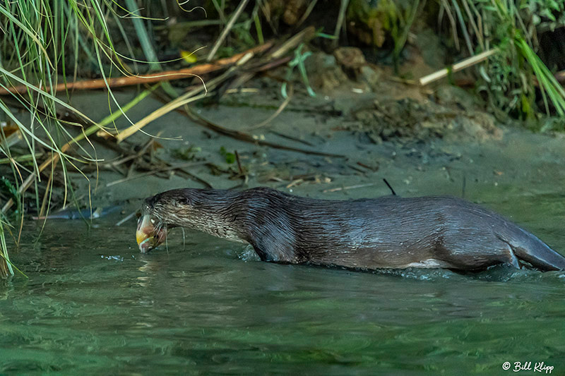 River Otters, Indian Slough, Delta Wanderings, Photos by Bill Klipp