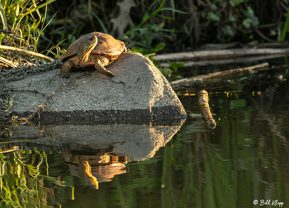 Western Pond Turtle, Delta Wanderings, Discovery Bay, Photos by Bill Klipp