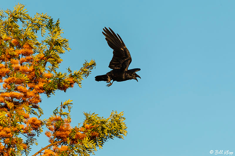 Delta Wanderings, Discovery Bay, Photos by Bill Klipp