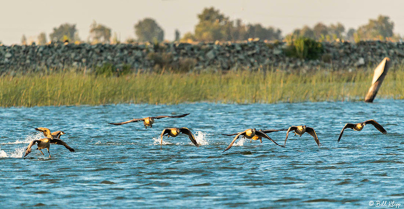 Canada Geese, Delta Wanderings, Discovery Bay, Photos by Bill Klipp