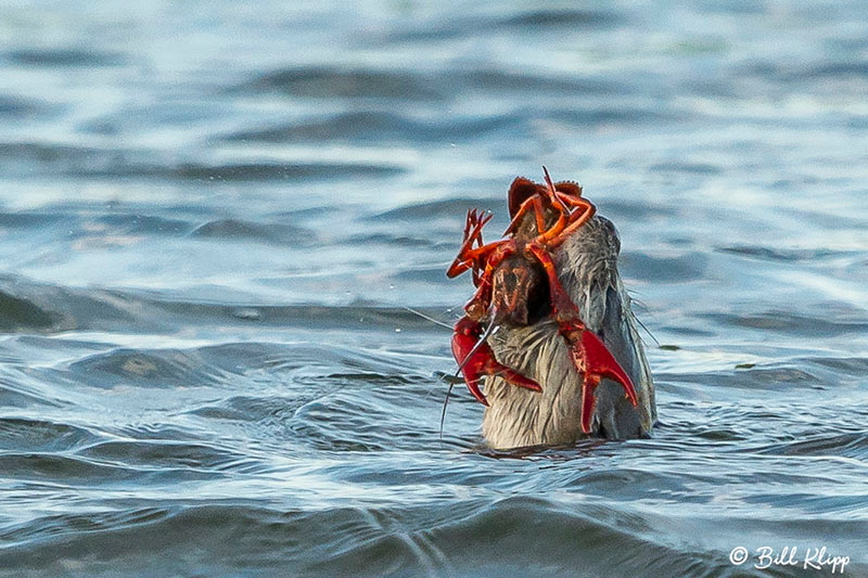 River Otters, Indian Slough, Delta Wanderings, Photos by Bill Klipp