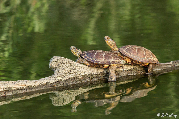 Western Pond Turtle, Delta Wanderings, Discovery Bay, Photos by