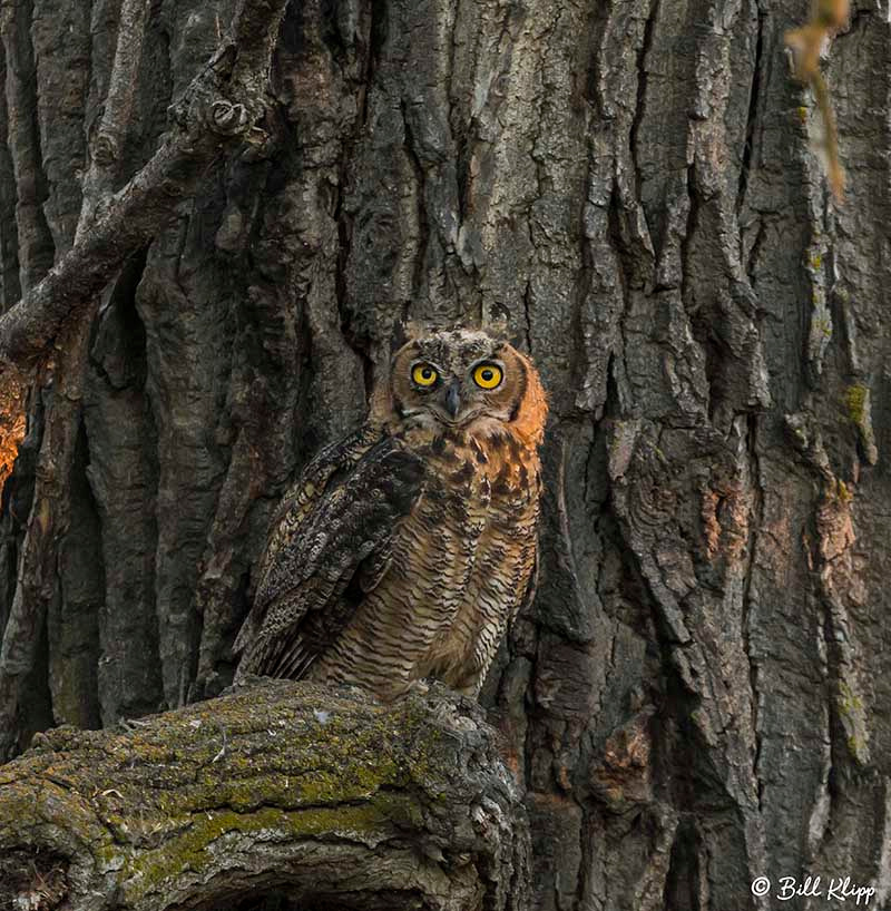 Great Horned Owl, Discovery Bay, Photos by Bill Klipp