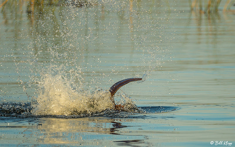 Discovery Bay Photos by Bill Klipp