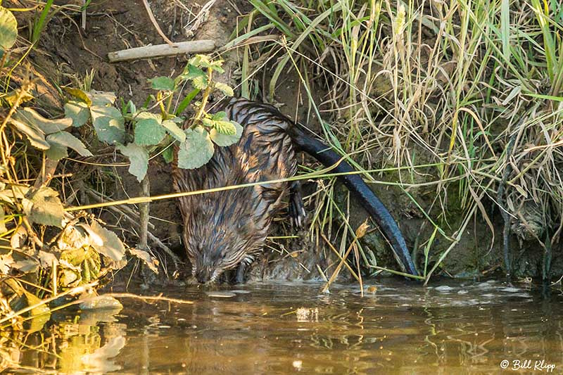 Muskrat, Discovery Bay, Photos by Bill Klipp