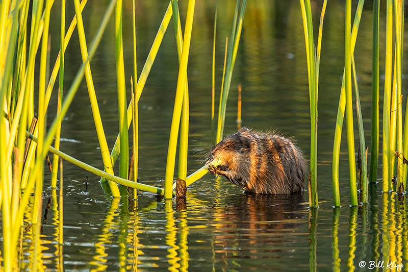 Muskrat, Discovery Bay Photos by Bill Klipp