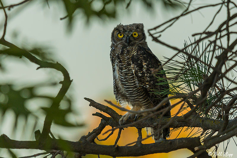 Great Horned Owl, Delta Wanderings, Discovery Bay, Photos by Bil