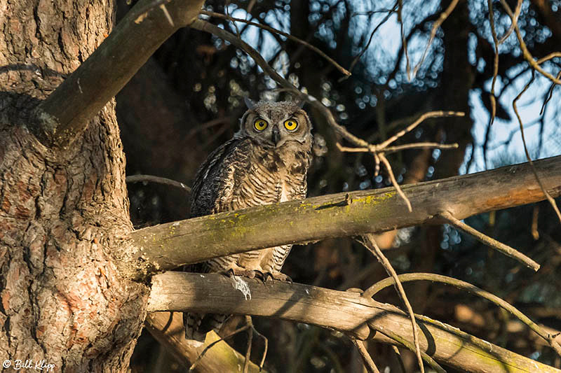 Great Horned Owl, Delta Wanderings, Discovery Bay, Photos by Bil